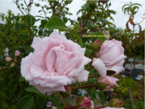 rosier rose pâle