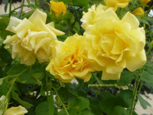 rosier Carte d'Or à fleurs groupées jaune canari