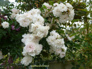 rosier petites fleurs doubles