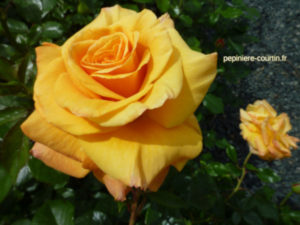 rosa Amber Flush jaune