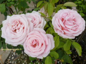 rosier à grandes fleurs