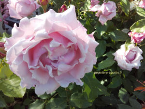 rosier à grandes fleurs très parfumé