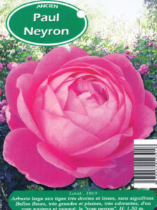 rosier Paul Neyron