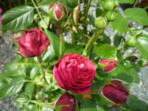 grimpant à fleurs rouges foncé