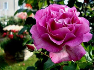 rose au parfum de violette