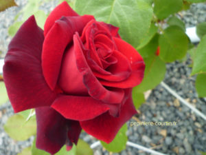 rose en boutons noirs, puis rouge foncé